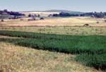 agricultural habitat