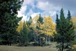 mid elevation conifer habitat