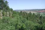 low elevation conifer habitat