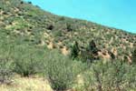 mountain shrub habitat