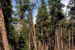 high elevation conifer habitat