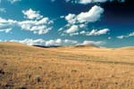 shortgrass prairie habitat