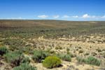 shrub-steppe habitat