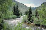 montane riparian habitat