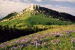 alpine tundra/grassland habitat