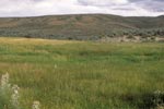 wet meadow habitat